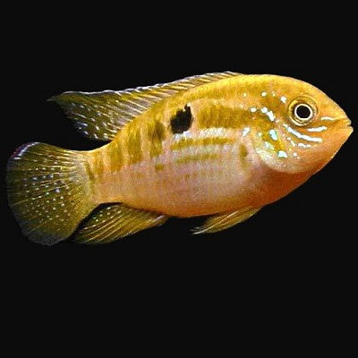 Laetacara araquaiae