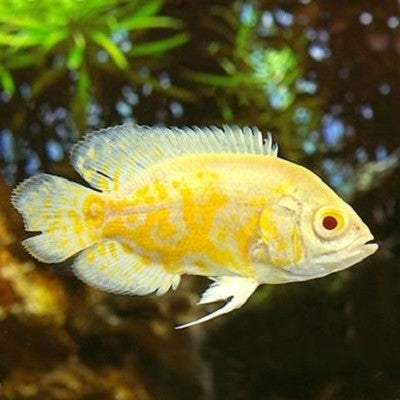 Astr.ocellatus   Pauwoog lemon 6-7 cm