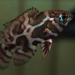 Astronotus ocellatus leopard 5-6 cm