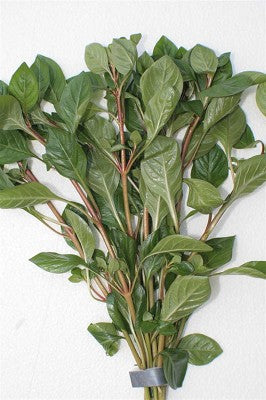 Ludwigia palustris red bundel
