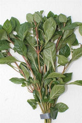 Ludwigia palustris red bundel