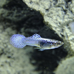 Guppy luminous purple cobra  M