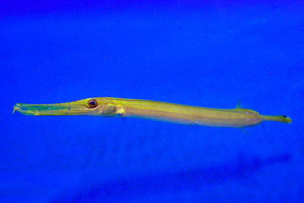 Aulostomus chinensis (Yellow)