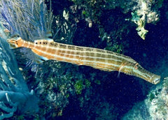 Aulostomus maculatus