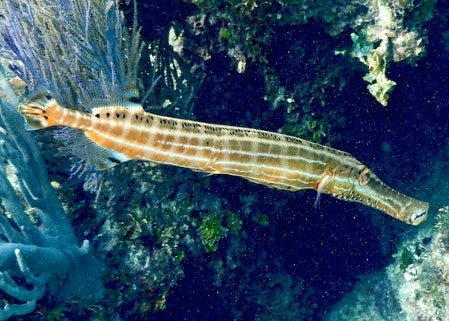 Aulostomus maculatus