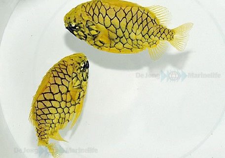 Cleidopus gloriamaris