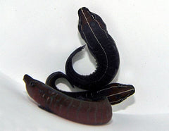 Discotrema crinophilum