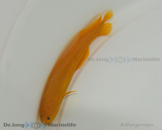 Diancistrus fuscus
