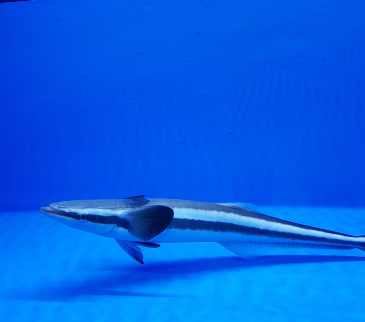 Echeneis naucrates