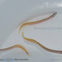 Gunnellichthys curiosus