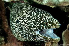Gymnothorax meleagris