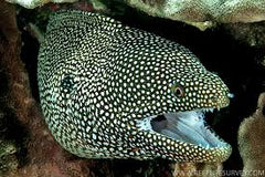 Gymnothorax meleagris