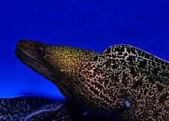 Gymnothorax undulatus