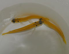 Hoplolatilus luteus