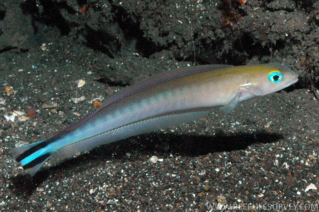 Malacanthus brevirostris