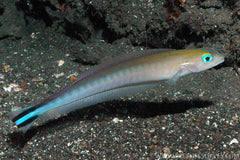 Malacanthus brevirostris