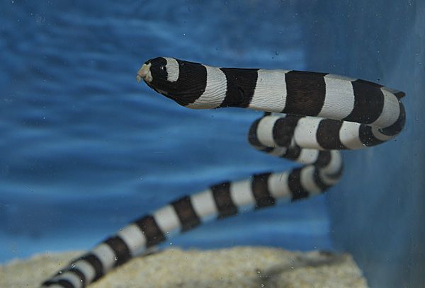 Myrichthys colubrinus