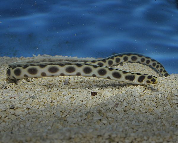 Myrichthys maculosus
