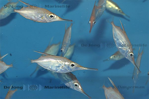 Macroramphosus scolopax (Temperate water)