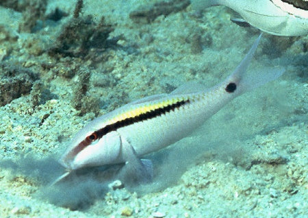 Parupeneus barberinus