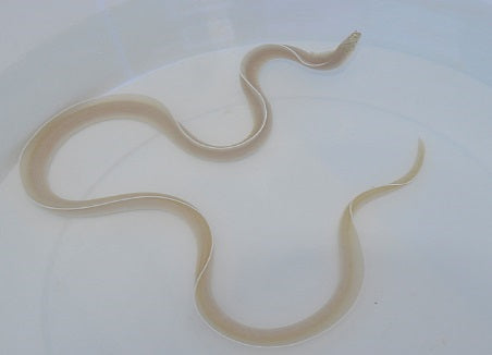 Pseudechidna brummeri