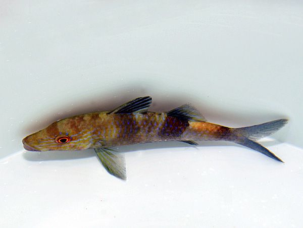 Parupeneus cyclostomus