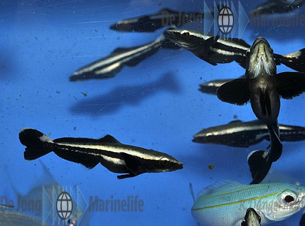 Rachycentron canadum