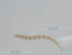 Trichonotus setiger