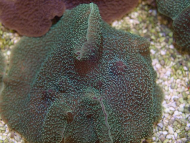 Platyzoanthus mussoides
