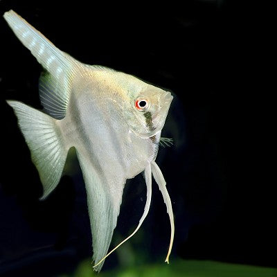 Pterophyllum scalare 'Belem sky blue' SM