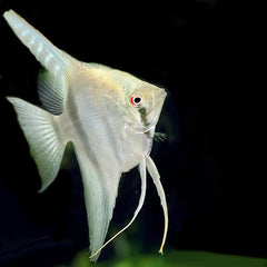 Pterophyllum scalare 'Belem sky blue' SM