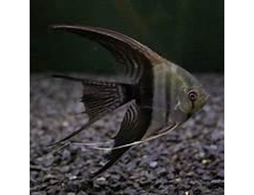 Pt.scalare  Maanvis bicolor lierstaar SM