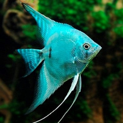 Pt.scalare Maanvis Blue Avatar