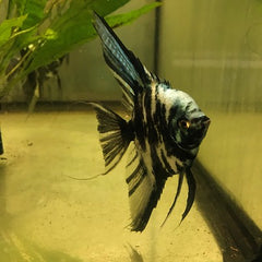Pt.scalare   Maanvis blue marble SM