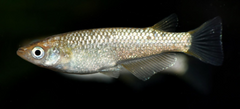 Oryzias latipes Medaka Champagne