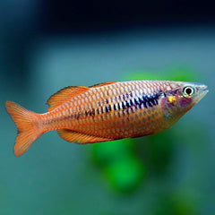 Melanotaenia parva Lake Kurumoi 5-6 cm