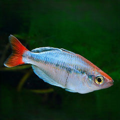 Melanotaenia sp.Kali Tawa regenboogzalm
