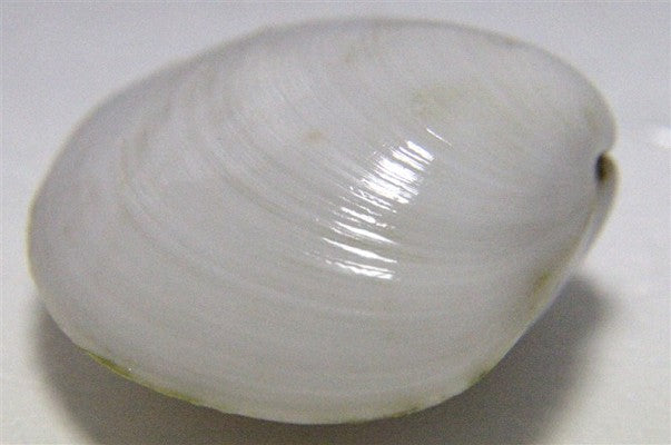 Batissa violacea sp.snow white mossel