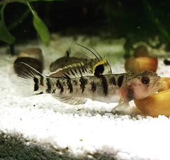 Mugilogobius chulae 4 cm.