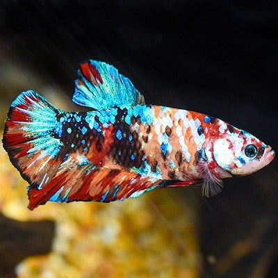 Giant multicolor betta XL