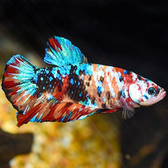 Giant multicolor betta XL
