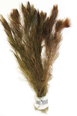 Myriophyllum Matagrossense bundel