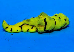 Aegires minor