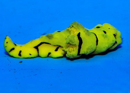 Aegires minor