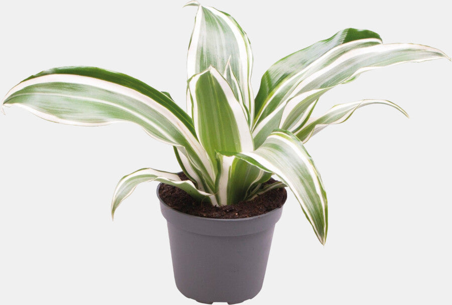 PT-DRACAENA DRAGONTREE WHITE JEWEL