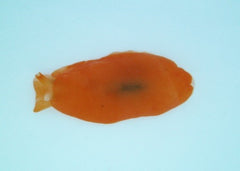 Berthellina citrina