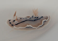 Chromodoris willani