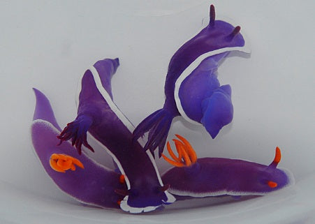 Hypselodoris bullockii