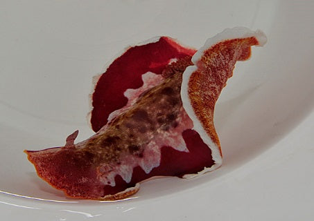 Hexabranchus sanguineus