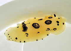 Jorunna funebris